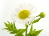 Dandelion, Flower, Nature - Please click to download the original image file.