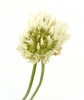 Цветок, Белый клевер, Природа - Please click to download the original image file.