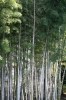 El bambú japonés, plantas, Verde - Please click to download the original image file.