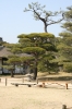 日本庭園, 微縮景觀園, 廣島 - Please click to download the original image file.