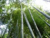 竹, 緑 - 高解像度・大きいサイズのイメージをダウンロードするためにはクリックして下さい。