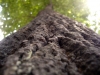 дерево, Дерево, Листья - Please click to download the original image file.