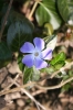 Flor, Púrpura - Please click to download the original image file.