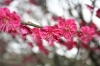 Цветы, дерево, розовый - Please click to download the original image file.