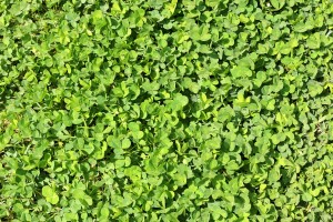 Shamrock, Clover, Texture - High quality royalty free images resources for commercial and personal uses. No payment, No sign up.