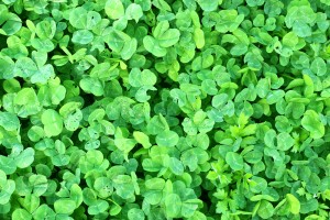 Shamrock, Clover, Texture - High quality royalty free images resources for commercial and personal uses. No payment, No sign up.
