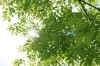木, Sunshine, 太陽 - 高解像度・大きいサイズのイメージをダウンロードするためにはクリックして下さい。