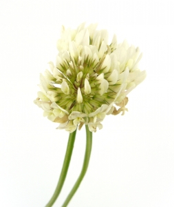 Flower, White clover, Nature - High quality royalty free images resources for commercial and personal uses. No payment, No sign up.