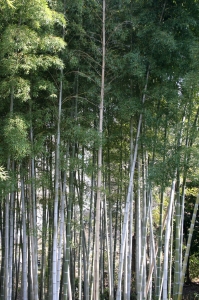 Japanese Bamboo, Plants, Green - High quality royalty free images resources for commercial and personal uses. No payment, No sign up.