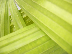 식물, 자연, 녹색 - 100% 무료 고해상도 이미지 무가입 다운로드