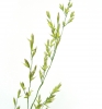 растения, Природа, зеленый - Please click to download the original image file.