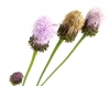 fiori, Natura, Verde - Please click to download the original image file.