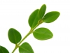 Листья, растения, Природа - Please click to download the original image file.
