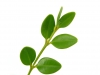 Листья, растения, Природа - Please click to download the original image file.