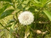 タンポポ, 種子, 自然 - 高解像度・大きいサイズのイメージをダウンロードするためにはクリックして下さい。
