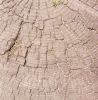 годичное кольцо, дерево, поверхность - Please click to download the original image file.