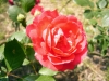 花, 葉, 赤 - 高解像度・大きいサイズのイメージをダウンロードするためにはクリックして下さい。