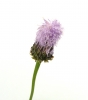 Blume, Pflanzen, Natur - Please click to download the original image file.