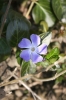 Blume, Pflanzen, Lila - Please click to download the original image file.