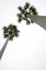 palme, Natura, Verde - Please click to download the original image file.