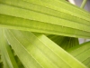 植物, 自然, 緑 - 高解像度・大きいサイズのイメージをダウンロードするためにはクリックして下さい。