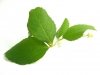 Листья, Природа, зеленый - Please click to download the original image file.