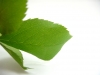 Листья, Природа, зеленый - Please click to download the original image file.