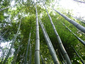 Bamboos, Green - High quality royalty free images resources for commercial and personal uses. No payment, No sign up.