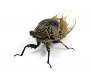 Cicadidae, Insetto, insetti - High quality royalty free images resources for commercial and personal uses. No payment, No sign up.