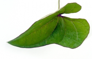 Leaf, Nature, Green - High quality royalty free images resources for commercial and personal uses. No payment, No sign up.
