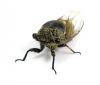 セミ科, バグ, 昆虫 - 高解像度・大きいサイズのイメージをダウンロードするためにはクリックして下さい。