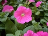 flores, Naturaleza, Verde - Please click to download the original image file.