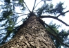 дерево, сосна, Темно - Please click to download the original image file.