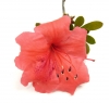 Цветок, Листья, Природа - Please click to download the original image file.