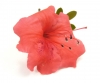 Цветок, Листья, Природа - Please click to download the original image file.