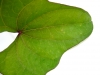 Hoja, Naturaleza, Verde - Please click to download the original image file.