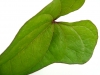 Hoja, Naturaleza, Verde - Please click to download the original image file.