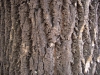 дерево, Дерево, текстура - Please click to download the original image file.