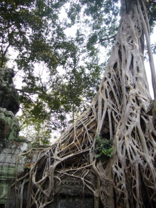 캄보디아, 앙코르 톰, 나무 - 100% 무료 고해상도 이미지 무가입 다운로드