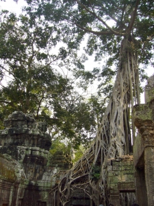 Kambodscha, Angkor Thom, Baum - High quality royalty free images resources for commercial and personal uses. No payment, No sign up.