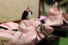 Japanese traditional dolls,  Hina Ningyo,  Hina matsuri - Please click to download the original image file.