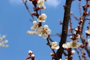 Cherry Blossom, Spring, Sky - High quality royalty free images resources for commercial and personal uses. No payment, No sign up.
