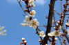 вишня в цвету, весна, Небо - Please click to download the original image file.