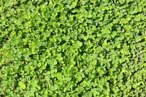 Shamrock,  Clover,  Texture - High quality royalty free images resources for commercial and personal uses. No payment, No sign up.