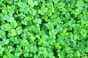 Shamrock,  Clover,  Texture - High quality royalty free images resources for commercial and personal uses. No payment, No sign up.