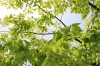дерево, Sunshine, солнце - Please click to download the original image file.